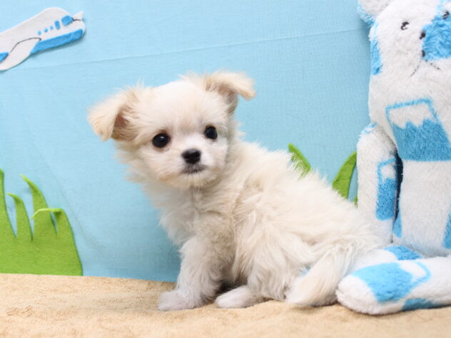 愛媛県のハーフ犬・ミックス犬 (アミーゴ今治店/2025年9月17日生まれ/女の子/クリーム)の子犬の2枚目の画像