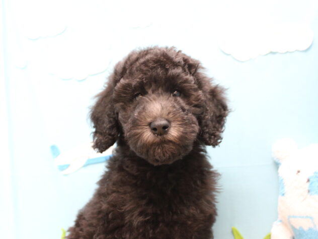 愛媛県のスタンダードプードル (アミーゴ今治店/2025年9月8日生まれ/女の子/シルバー)の子犬の2枚目の画像