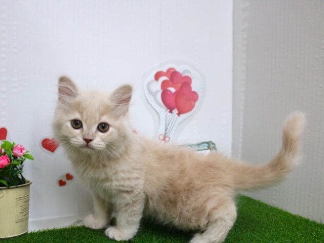 兵庫県のマンチカン (ペット・プラザ アミーゴ尼崎昭和通店/2025年9月3日生まれ/男の子/クリームタビー)の子猫の1枚目の画像