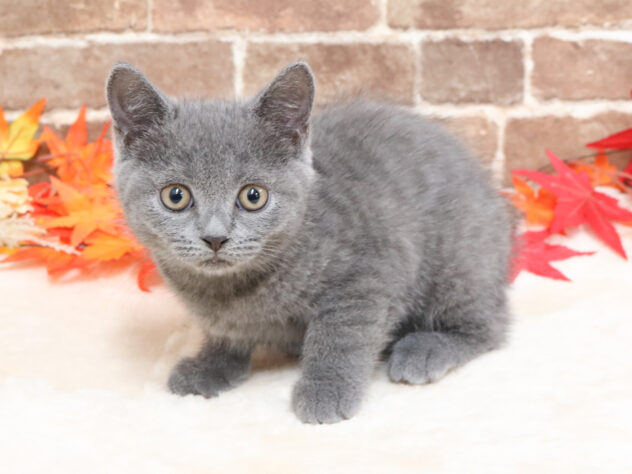 広島県のブリティッシュショートヘアー (アミーゴ西条店/2025年9月24日生まれ/女の子/ブルー)の子猫の2枚目の画像