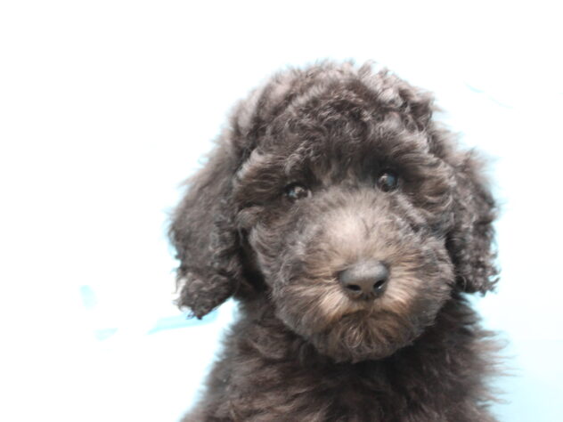 愛媛県のスタンダードプードル (アミーゴ今治店/2025年9月8日生まれ/女の子/シルバー)の子犬の1枚目の画像