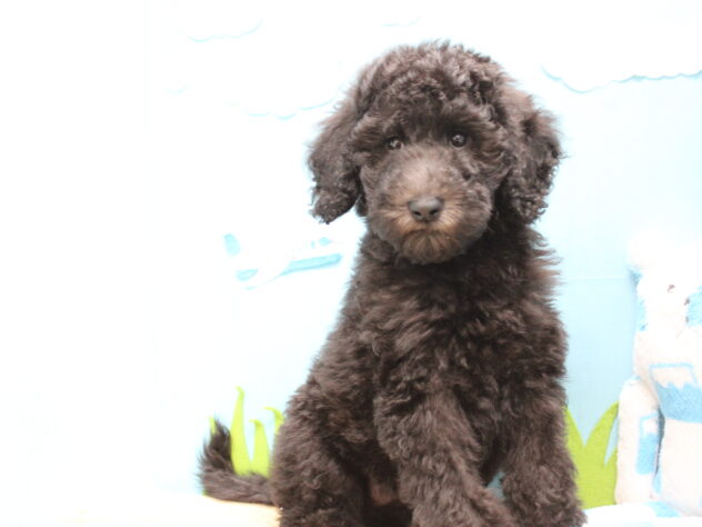 愛媛県のスタンダードプードル (アミーゴ今治店/2025年9月8日生まれ/女の子/シルバー)の子犬の3枚目の画像