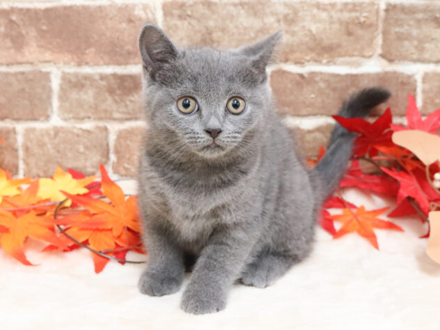 広島県のブリティッシュショートヘアー (アミーゴ西条店/2025年9月24日生まれ/女の子/ブルー)の子猫の1枚目の画像