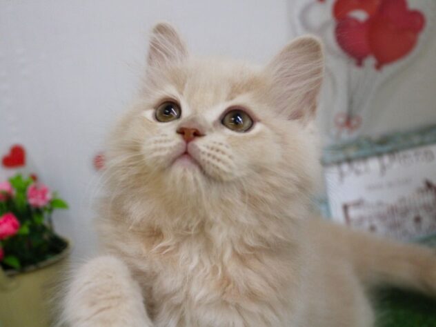 兵庫県のマンチカン (ペット・プラザ アミーゴ尼崎昭和通店/2025年9月3日生まれ/男の子/クリームタビー)の子猫の2枚目の画像