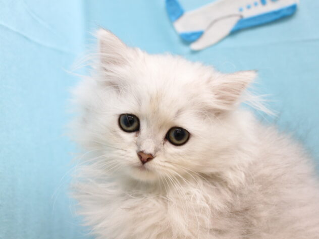 愛媛県のペルシャ (アミーゴ今治店/2025年9月9日生まれ/女の子/チンチラシルバー)の子猫の1枚目の画像