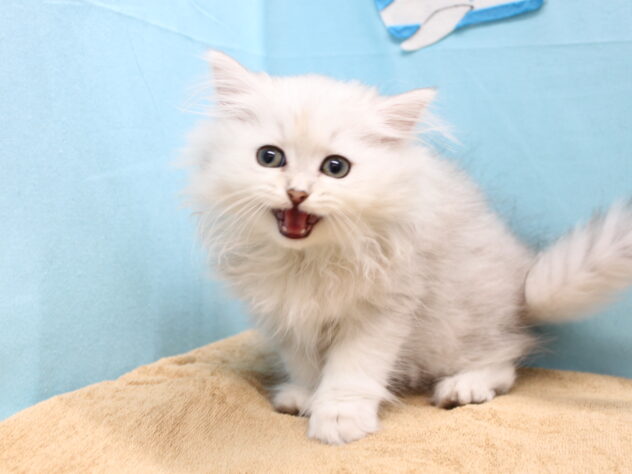 愛媛県のペルシャ (アミーゴ今治店/2025年9月9日生まれ/女の子/チンチラシルバー)の子猫の3枚目の画像