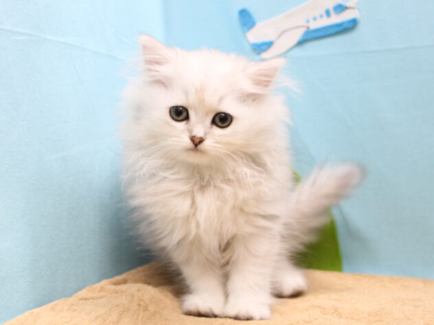 愛媛県のペルシャ (アミーゴ今治店/2025年9月9日生まれ/女の子/チンチラシルバー)の子猫の2枚目の画像