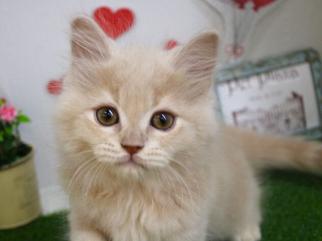 兵庫県のマンチカン (ペット・プラザ アミーゴ尼崎昭和通店/2025年9月3日生まれ/男の子/クリームタビー)の子猫の3枚目の画像