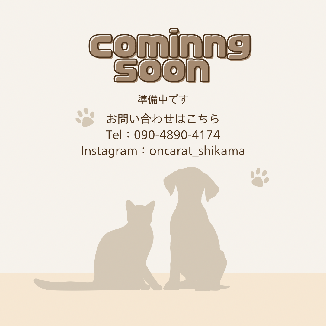 兵庫県のトイプードル(トイ) (ワンキャラット アミーゴ姫路飾磨店/2025年9月14日生まれ/男の子/オレンジフォーン)の子犬