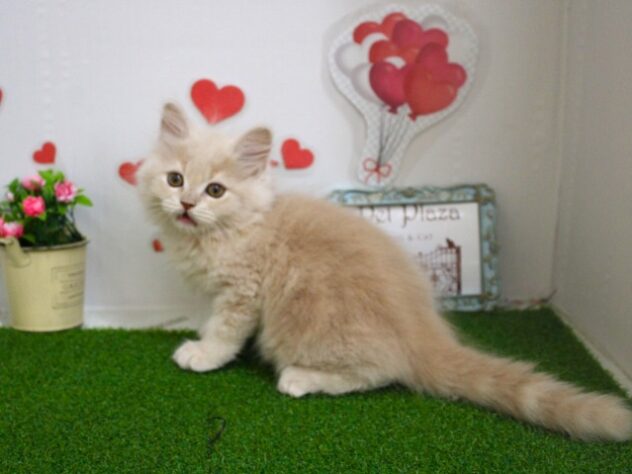 兵庫県のマンチカン (ペット・プラザ アミーゴ尼崎昭和通店/2025年9月3日生まれ/男の子/クリームタビー)の子猫の4枚目の画像