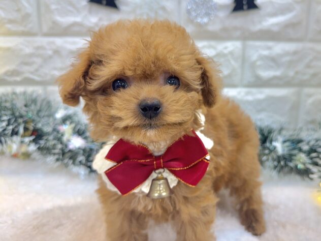 兵庫県のトイプードル(トイ) (ワンキャラット アミーゴ姫路飾磨店/2025年9月8日生まれ/女の子/レッドフォーン)の子犬の1枚目の画像