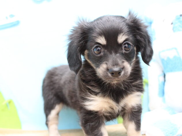 愛媛県のハーフ犬・ミックス犬 (アミーゴ今治店/2025年9月23日生まれ/女の子/ブラッククリーム)の子犬の4枚目の画像