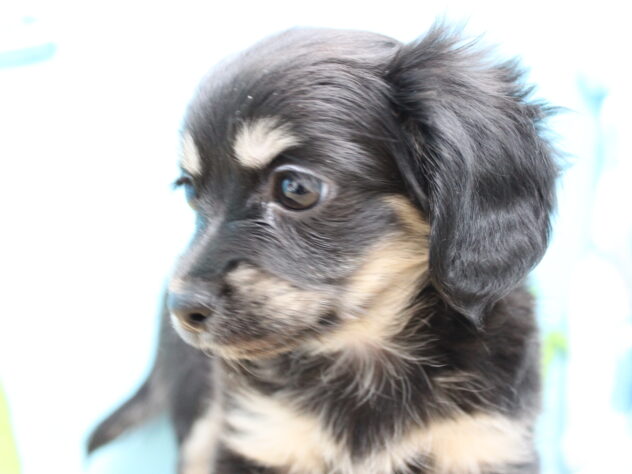 愛媛県のハーフ犬・ミックス犬 (アミーゴ今治店/2025年9月23日生まれ/女の子/ブラッククリーム)の子犬の2枚目の画像