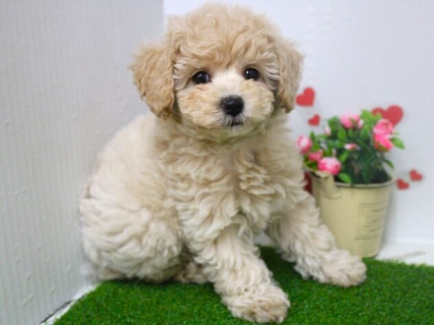 兵庫県のハーフ犬・ミックス犬 (ペット・プラザ アミーゴ尼崎昭和通店/2025年9月4日生まれ/女の子/クリーム)の子犬の2枚目の画像