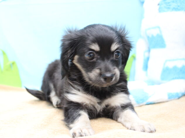 愛媛県のハーフ犬・ミックス犬 (アミーゴ今治店/2025年9月23日生まれ/女の子/ブラッククリーム)の子犬の3枚目の画像