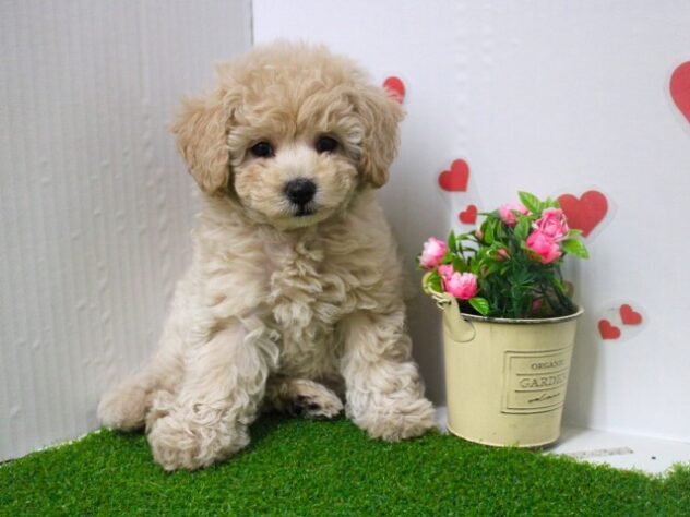 兵庫県のハーフ犬・ミックス犬 (ペット・プラザ アミーゴ尼崎昭和通店/2025年9月4日生まれ/女の子/クリーム)の子犬の4枚目の画像