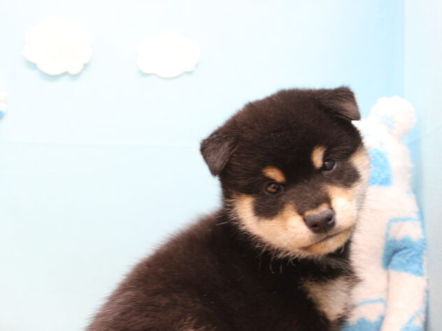 愛媛県の柴犬(標準サイズ) (アミーゴ今治店/2025年9月28日生まれ/男の子/黒)の子犬の2枚目の画像