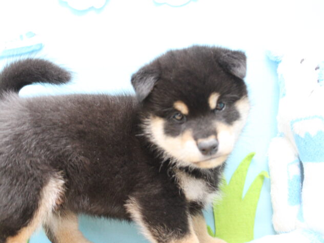 愛媛県の柴犬(標準サイズ) (アミーゴ今治店/2025年9月28日生まれ/男の子/黒)の子犬の3枚目の画像