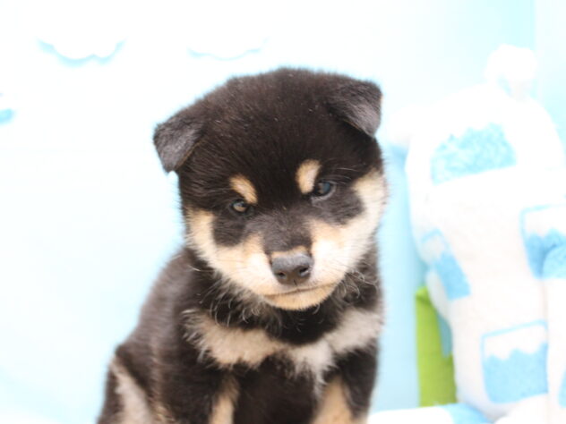 愛媛県の柴犬(標準サイズ) (アミーゴ今治店/2025年9月28日生まれ/男の子/黒)の子犬の1枚目の画像