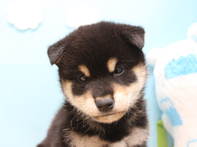 愛媛県の柴犬(標準サイズ) (アミーゴ今治店/2025年9月28日生まれ/男の子/黒)の子犬の4枚目の画像