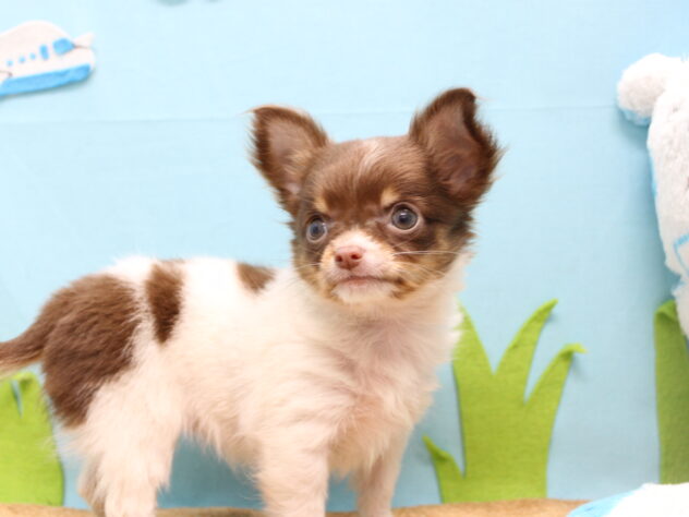 愛媛県のチワワ(ロング) (アミーゴ今治店/2025年9月21日生まれ/女の子/チョコレートホワイトタン)の子犬の3枚目の画像