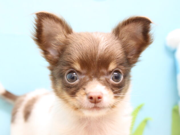 愛媛県のチワワ(ロング) (アミーゴ今治店/2025年9月21日生まれ/女の子/チョコレートホワイトタン)の子犬の1枚目の画像