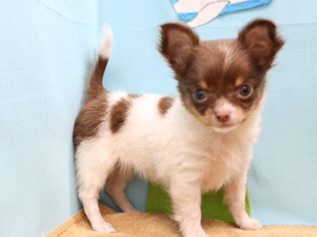 愛媛県のチワワ(ロング) (アミーゴ今治店/2025年9月21日生まれ/女の子/チョコレートホワイトタン)の子犬の4枚目の画像