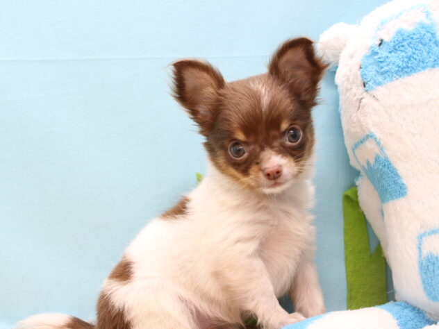 愛媛県のチワワ(ロング) (アミーゴ今治店/2025年9月21日生まれ/女の子/チョコレートホワイトタン)の子犬の2枚目の画像