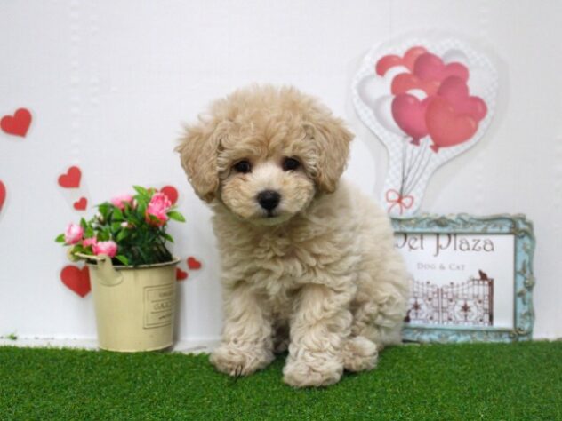 兵庫県のハーフ犬・ミックス犬 (ペット・プラザ アミーゴ尼崎昭和通店/2025年9月4日生まれ/女の子/クリーム)の子犬の1枚目の画像