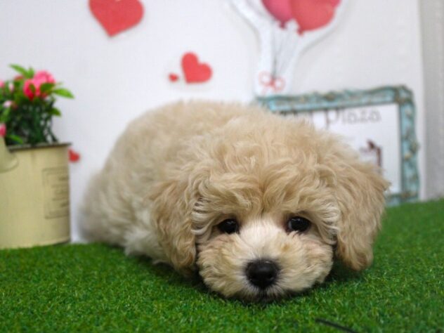 兵庫県のハーフ犬・ミックス犬 (ペット・プラザ アミーゴ尼崎昭和通店/2025年9月4日生まれ/女の子/クリーム)の子犬の3枚目の画像
