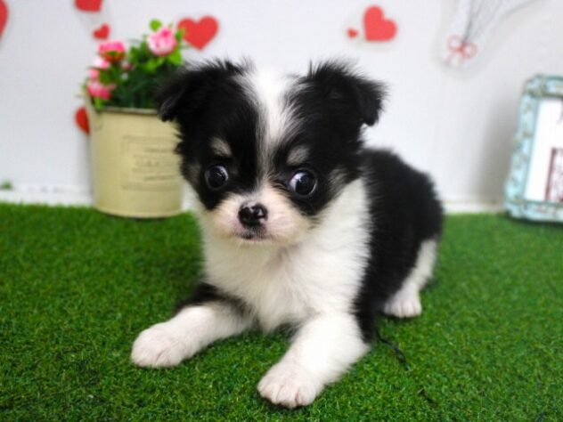 兵庫県のチワワ(ロング) (ペット・プラザ アミーゴ尼崎昭和通店/2025年9月11日生まれ/男の子/ブラックタンホワイト)の子犬の1枚目の画像