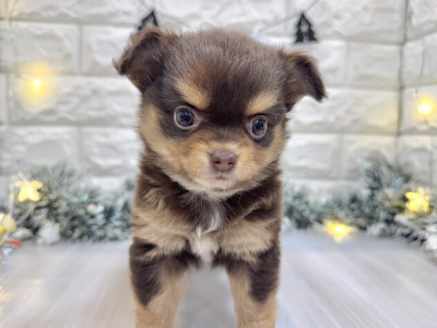 兵庫県のハーフ犬・ミックス犬 (ワンキャラット アミーゴ姫路飾磨店/2025年8月23日生まれ/女の子/チョコレートタン)の子犬の1枚目の画像