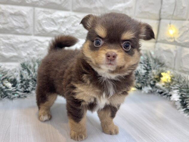 兵庫県のハーフ犬・ミックス犬 (ワンキャラット アミーゴ姫路飾磨店/2025年8月23日生まれ/女の子/チョコレートタン)の子犬の4枚目の画像