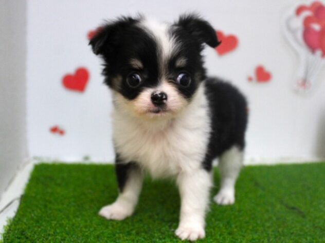 兵庫県のチワワ(ロング) (ペット・プラザ アミーゴ尼崎昭和通店/2025年9月11日生まれ/男の子/ブラックタンホワイト)の子犬の2枚目の画像