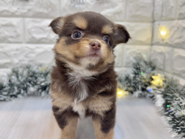 兵庫県のハーフ犬・ミックス犬 (ワンキャラット アミーゴ姫路飾磨店/2025年8月23日生まれ/女の子/チョコレートタン)の子犬の3枚目の画像