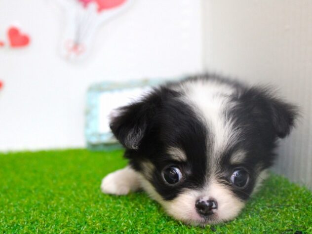 兵庫県のチワワ(ロング) (ペット・プラザ アミーゴ尼崎昭和通店/2025年9月11日生まれ/男の子/ブラックタンホワイト)の子犬の3枚目の画像
