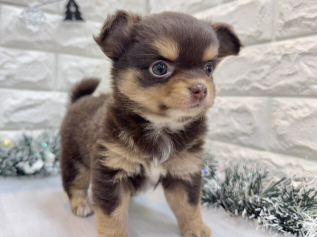 兵庫県のハーフ犬・ミックス犬 (ワンキャラット アミーゴ姫路飾磨店/2025年8月23日生まれ/女の子/チョコレートタン)の子犬の2枚目の画像