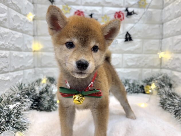 兵庫県の豆柴 (ワンキャラット アミーゴ姫路飾磨店/2025年8月23日生まれ/男の子/赤)の子犬の3枚目の画像