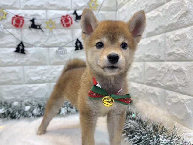 兵庫県の豆柴 (ワンキャラット アミーゴ姫路飾磨店/2025年8月23日生まれ/男の子/赤)の子犬の4枚目の画像