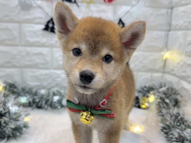 兵庫県の豆柴 (ワンキャラット アミーゴ姫路飾磨店/2025年8月23日生まれ/男の子/赤)の子犬の2枚目の画像