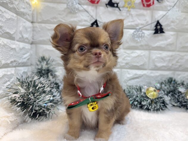 兵庫県のチワワ(ロング) (ワンキャラット アミーゴ姫路飾磨店/2025年8月17日生まれ/女の子/チョコレートタンホワイト)の子犬の3枚目の画像