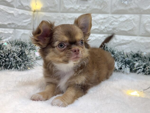 兵庫県のチワワ(ロング) (ワンキャラット アミーゴ姫路飾磨店/2025年8月17日生まれ/女の子/チョコレートタンホワイト)の子犬の2枚目の画像