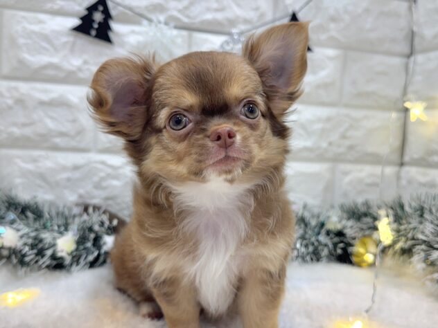 兵庫県のチワワ(ロング) (ワンキャラット アミーゴ姫路飾磨店/2025年8月17日生まれ/女の子/チョコレートタンホワイト)の子犬の1枚目の画像