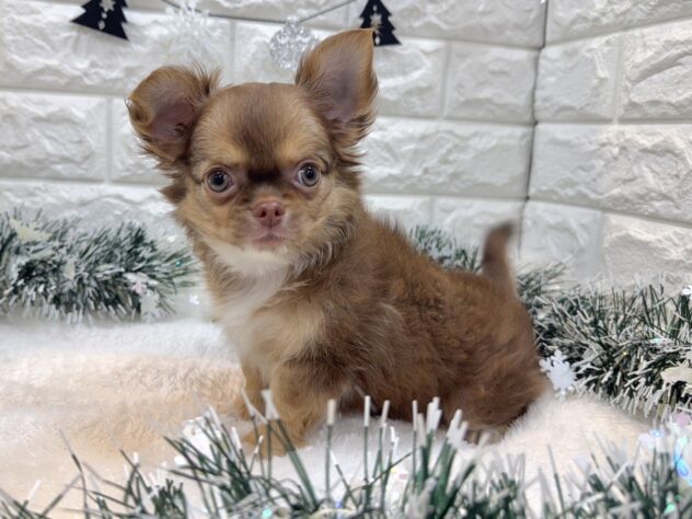 兵庫県のチワワ(ロング) (ワンキャラット アミーゴ姫路飾磨店/2025年8月17日生まれ/女の子/チョコレートタンホワイト)の子犬の4枚目の画像