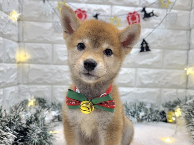 兵庫県の豆柴 (ワンキャラット アミーゴ姫路飾磨店/2025年8月23日生まれ/男の子/赤)の子犬の1枚目の画像