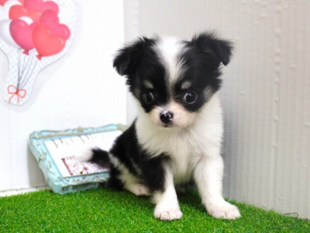 兵庫県のチワワ(ロング) (ペット・プラザ アミーゴ尼崎昭和通店/2025年9月11日生まれ/男の子/ブラックタンホワイト)の子犬の4枚目の画像