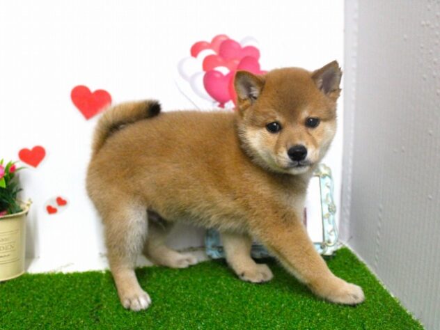 兵庫県の豆柴 (ペット・プラザ アミーゴ尼崎昭和通店/2025年9月10日生まれ/男の子/赤)の子犬の3枚目の画像