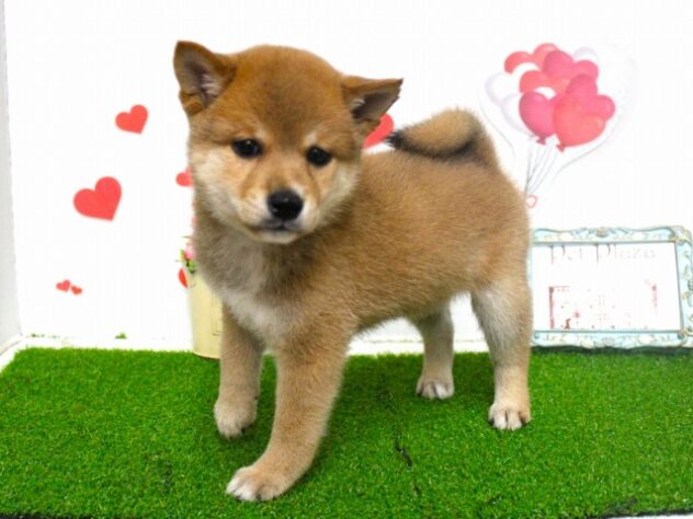 兵庫県の豆柴 (ペット・プラザ アミーゴ尼崎昭和通店/2025年9月10日生まれ/男の子/赤)の子犬の2枚目の画像