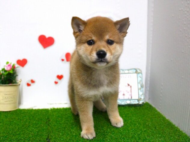 兵庫県の豆柴 (ペット・プラザ アミーゴ尼崎昭和通店/2025年9月10日生まれ/男の子/赤)の子犬の1枚目の画像