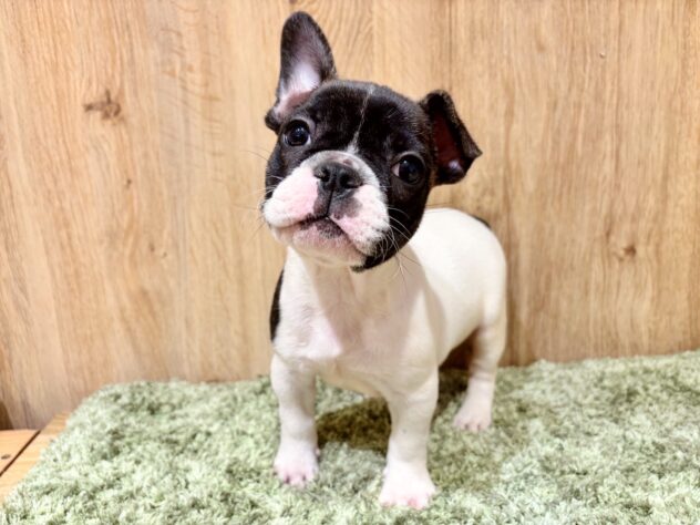 広島県のフレンチブルドッグ (アミーゴ広島商工センター店/2025年9月15日生まれ/男の子/パイド)の子犬